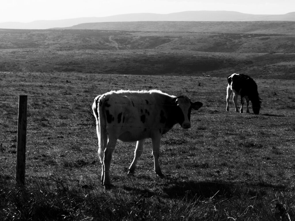 Cow on the hills of San Jose